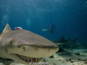A smug smile from a friendly Lemon Shark.  I'd love to kn... by Jan Morton 
